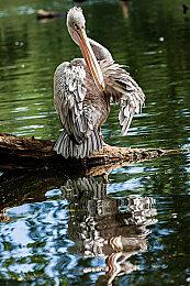 《冰汽时代2》全新预告 新致命威胁“人性”